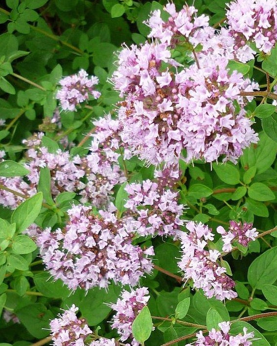 Душится обыкновенная (Origanum vulgare)