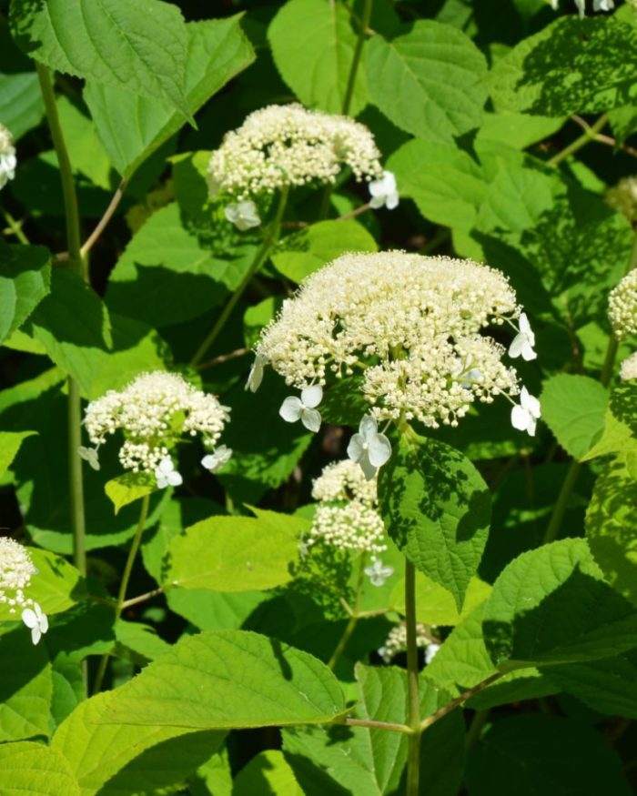 Гортензия древовидная (Hydrangea arborescens) White Dome