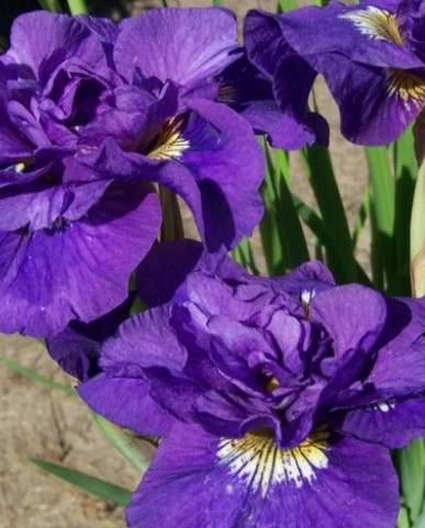 Ирис сибирский (Iris sibirica) Double Standard