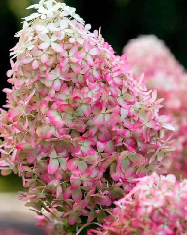 Гортензия метельчатая (Hydrangea paniculata) Royal Flower