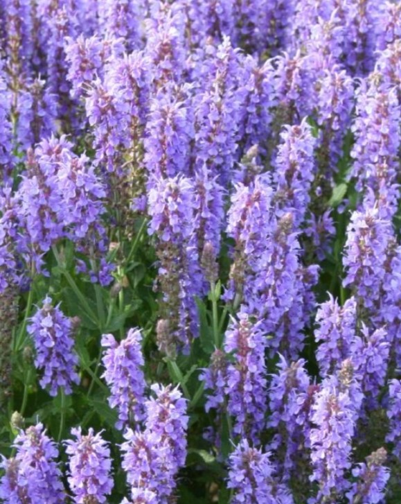 Шалфей дубравный (Salvia nemorosa) Blauhugel