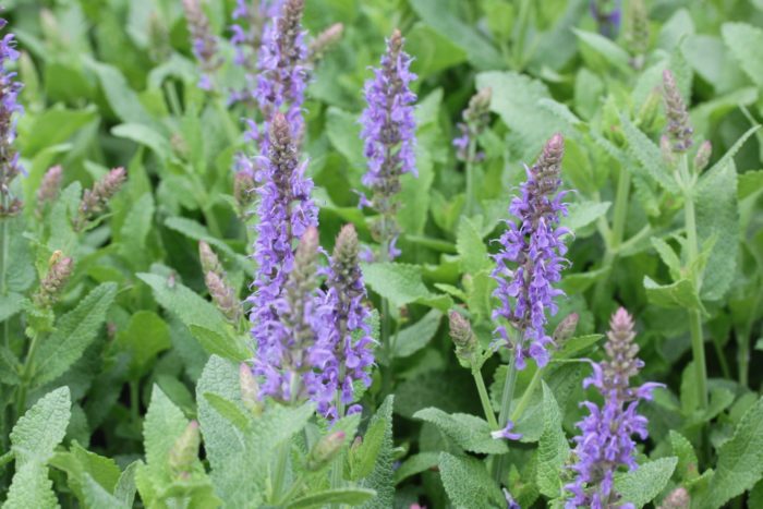 Salvia nemorosa Blauhugel