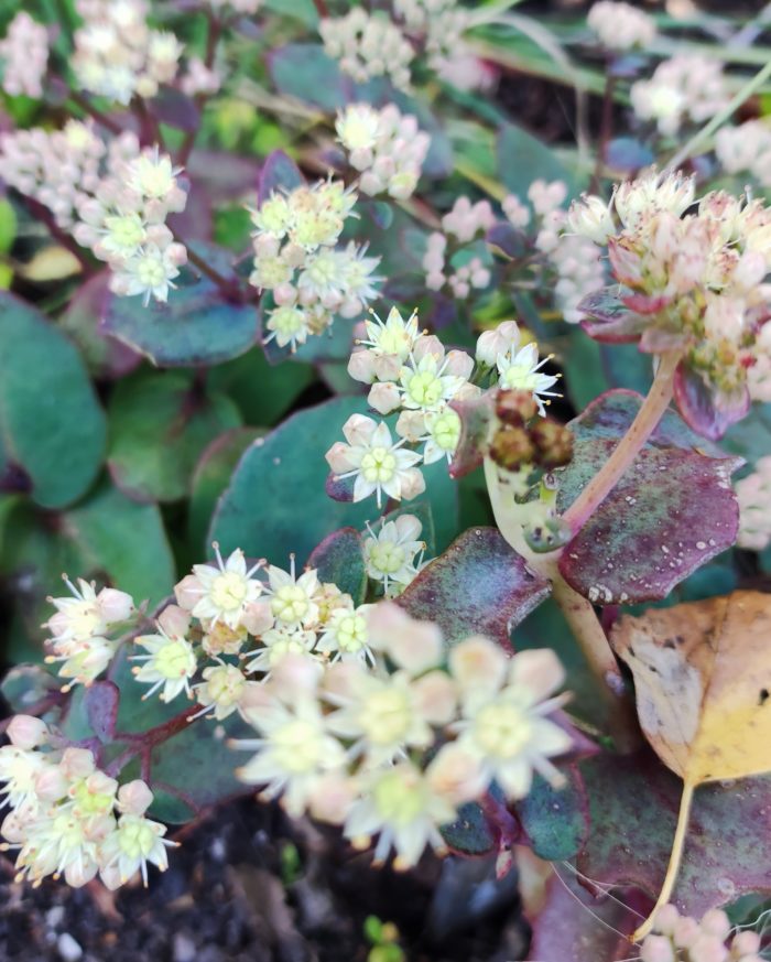 Очиток гибридный (Sedum x hybrida) Strawberry and Cream