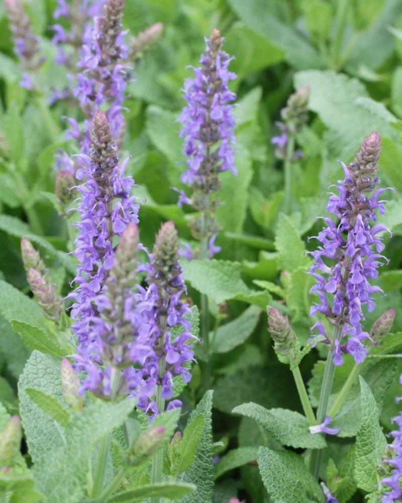 Salvia nemorosa Blauhugel