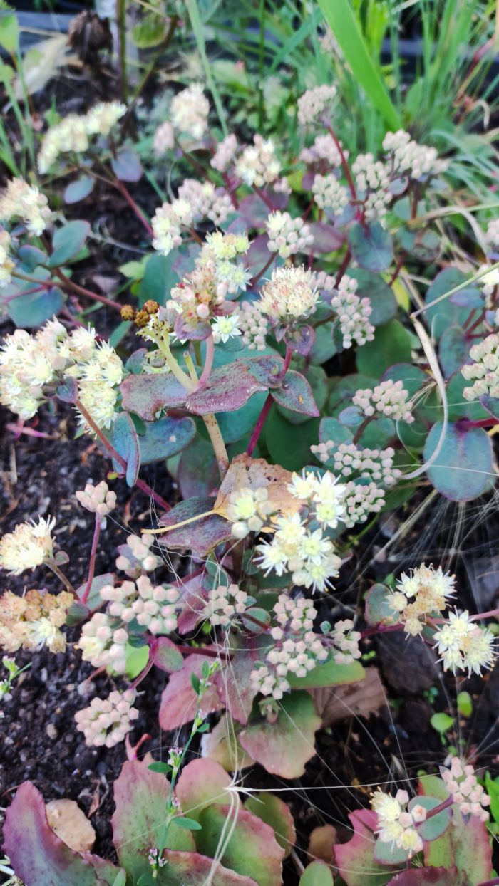 Очиток гибридный (Sedum x hybrida) Strawberry and Cream