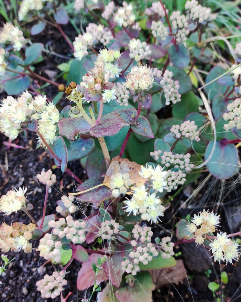 Очиток гибридный (Sedum x hybrida) Strawberry and Cream