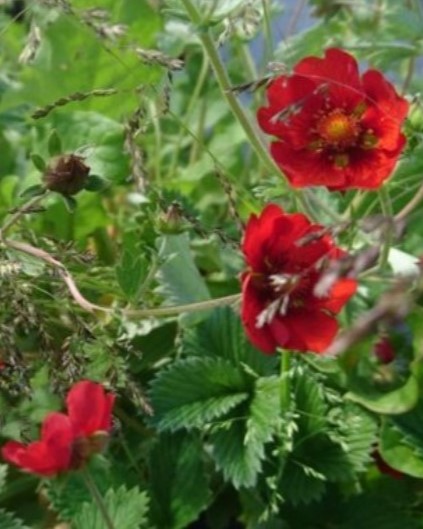 (Potentilla atrosanguinea)