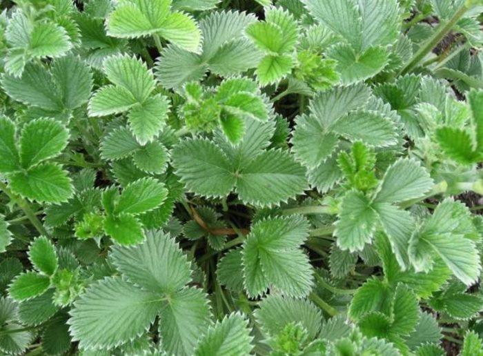 (Potentilla atrosanguinea)