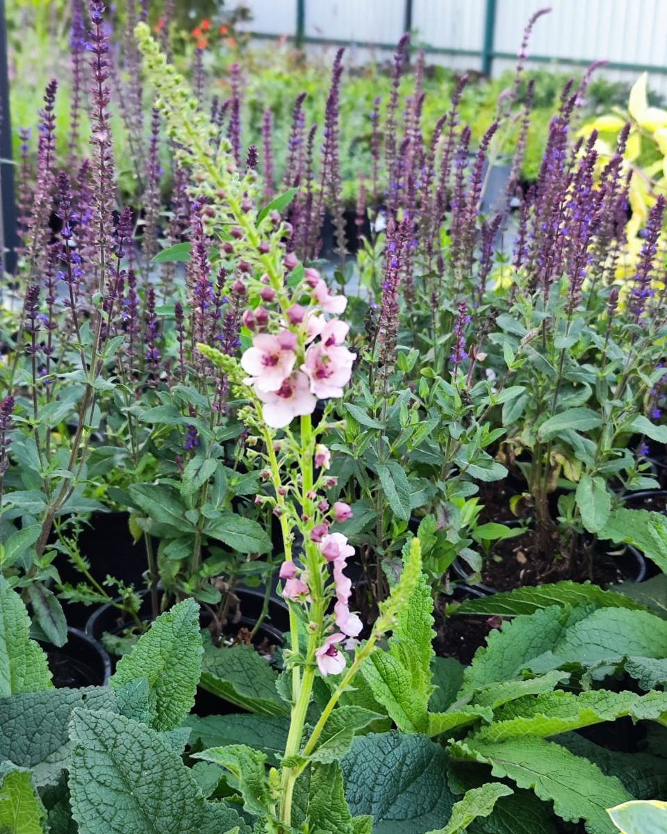 Коровяк Verbascum Honey Dijon