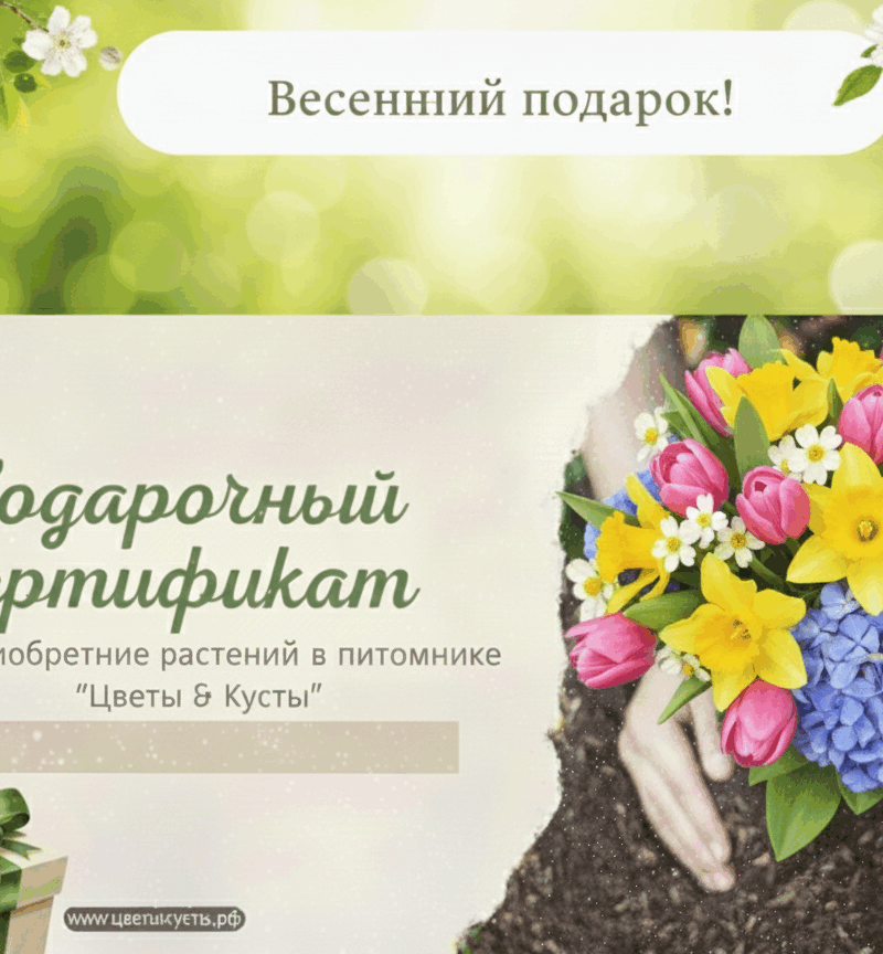 подарочный сертификат