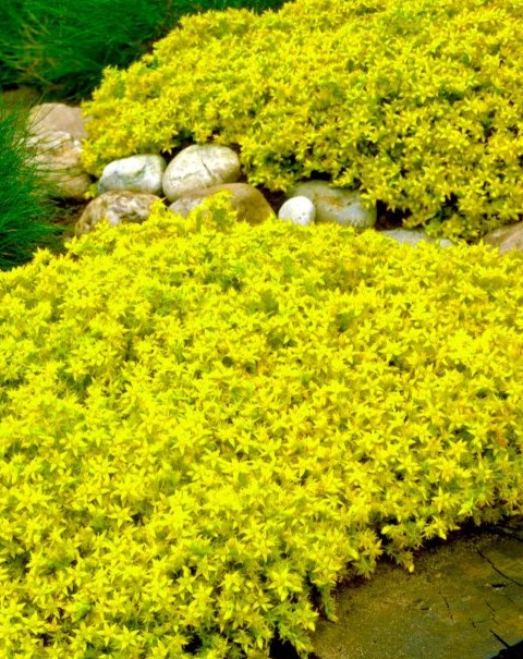 Очиток едкий (Sedum acre)