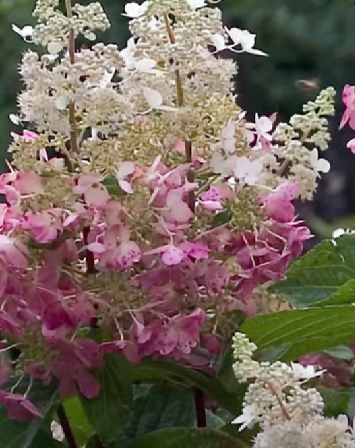 Гортензия метельчатая (Hydrangea paniculata) Pinky Winky