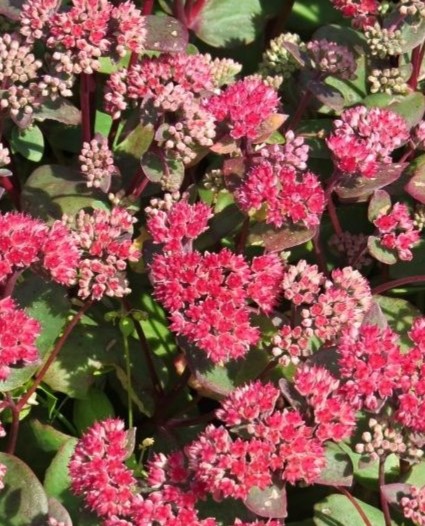 Очиток телефиум (Sedum telephium) Red Cauli