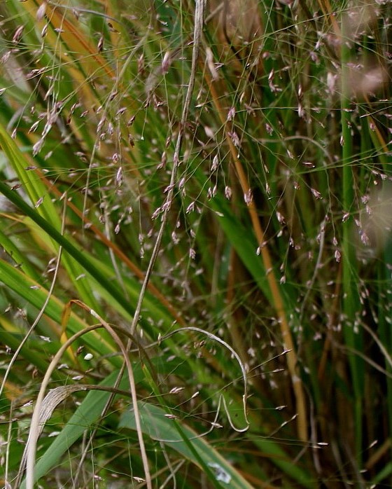 Полевичка волосовидная (Eragrostis capillaris)