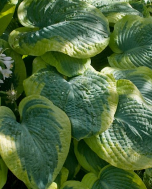 Хоста гибридная (Hosta hybrium `Tokudama Flavocircinalls`