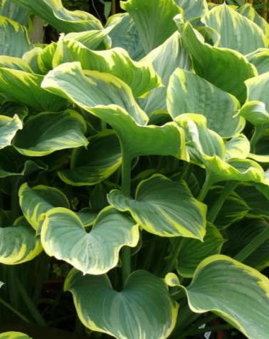 Хоста гибридная (Hosta hybride) Yellow River