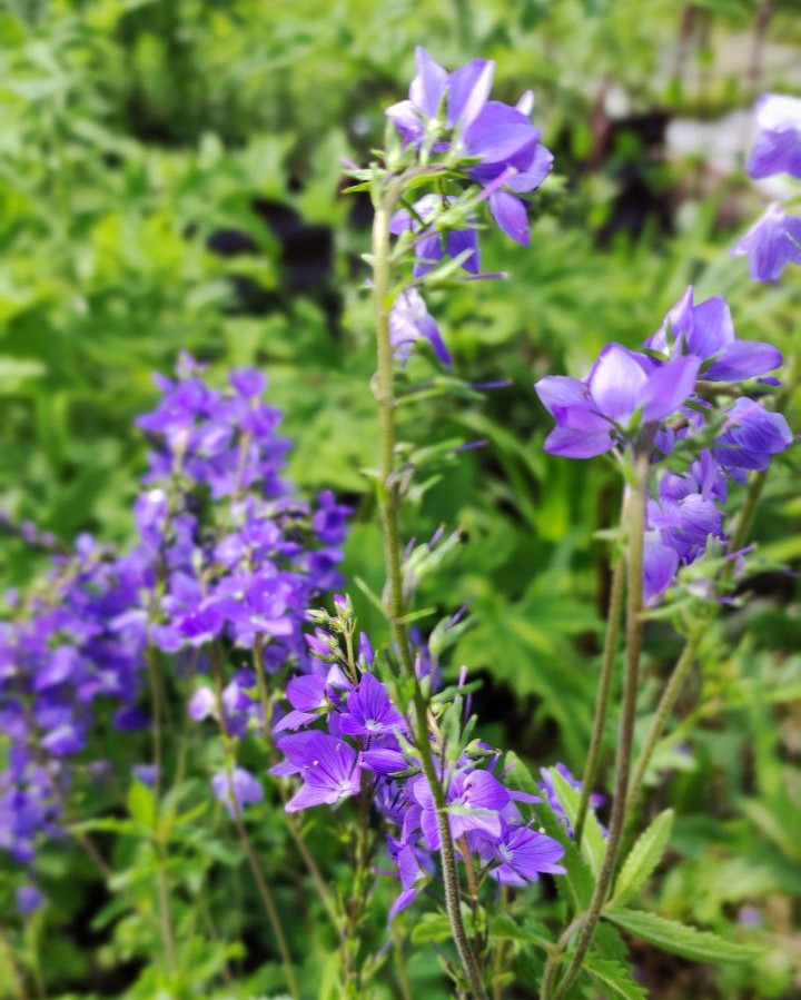 Вероника австрийская (Veronica austriaca) Royal Blue Вероника австрийская (Veronica austriaca) Royal Blue