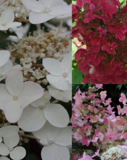 Гортензия метельчатая (Hydrangea paniculata) Wims Red