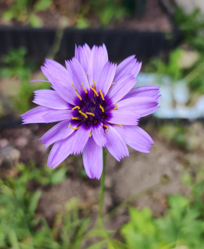 Катананхе голубой (лат. Catananche caerulea)