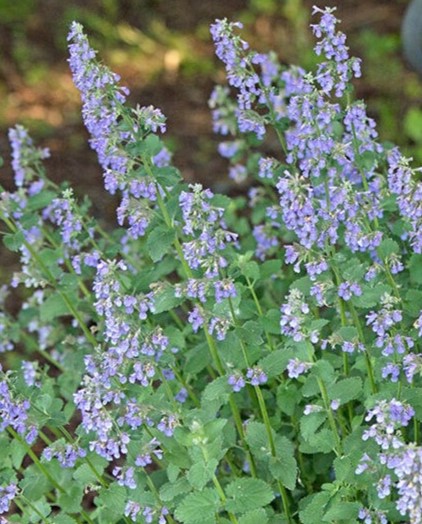 Котовник Фассена (Nepeta faassenii) Blue wonder