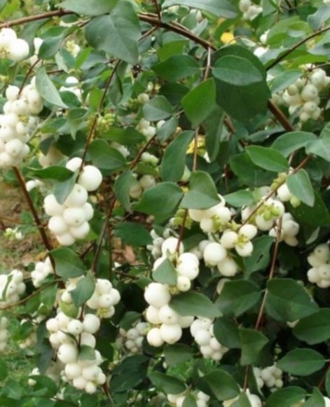 снежноягодник белый (Symphoricarpos albus)