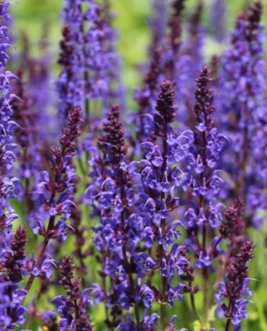 Шалфей дубравный (Salvia nemorosa) Negritto