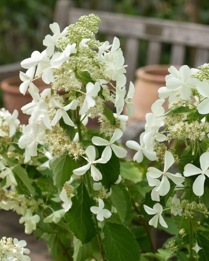 Гортензия метельчатая "Левана"(Hydrangea paniculata Levana)