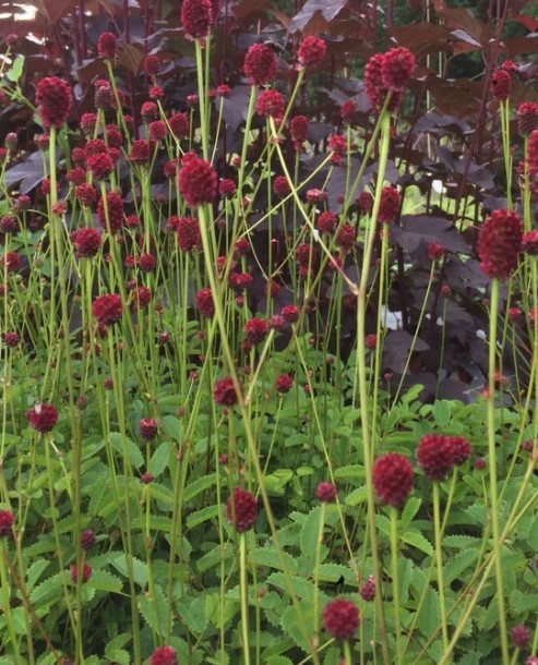 Sanguisorba officinalis `Red Thunder