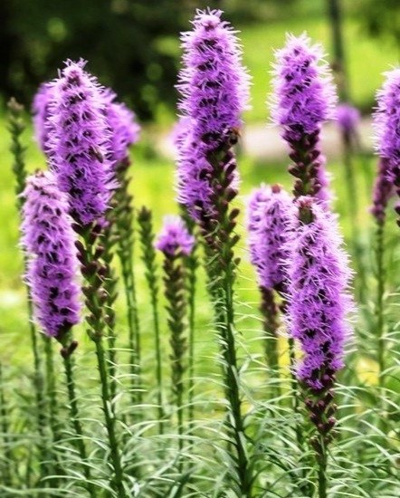 Лиатрис колосковый (Liatris spicata) Cobolt