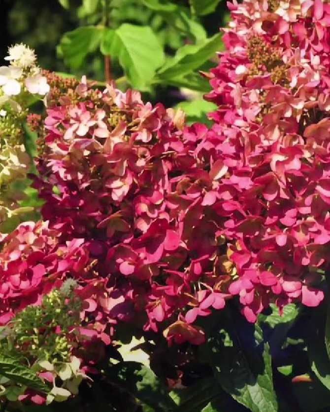 Гортензия метельчатая (Hydrangea paniculata) Pinky Winky