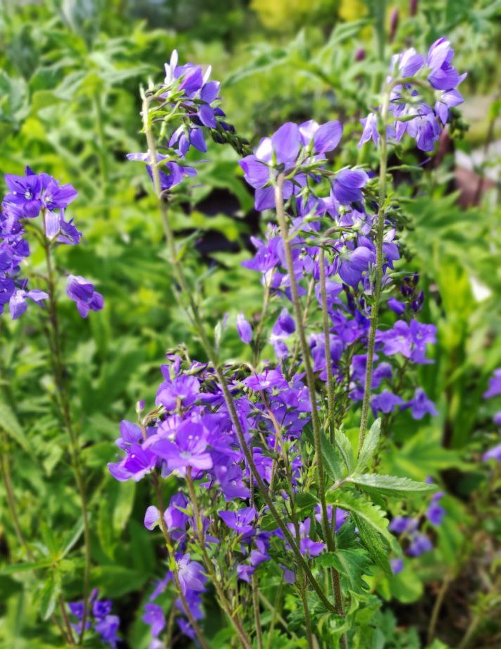 Вероника австрийская (Veronica austriaca) Royal Blue
