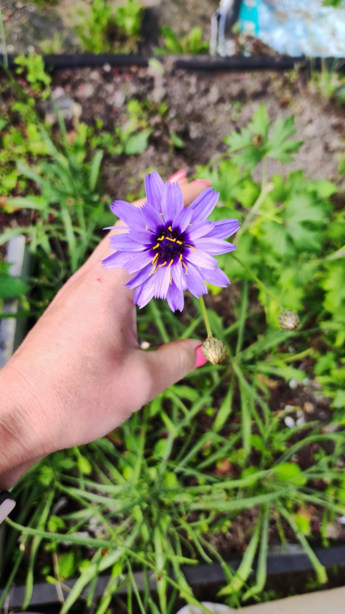 Катананхе голубой (лат. Catananche caerulea)