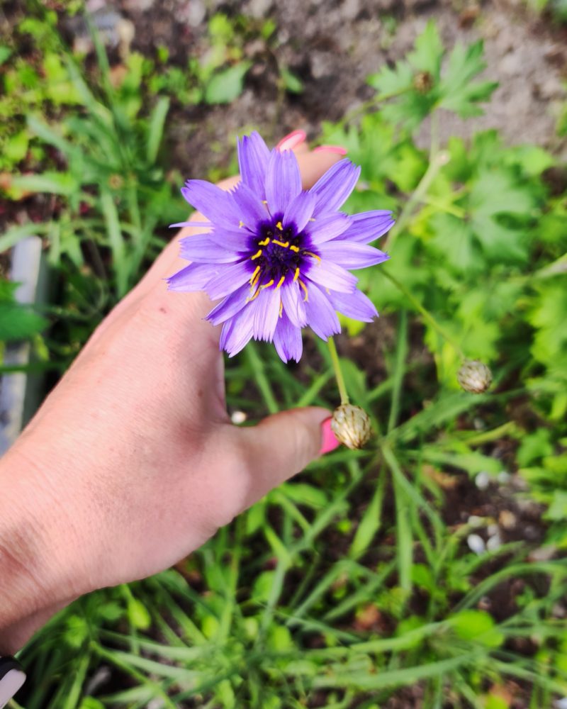 Катананхе голубой (лат. Catananche caerulea)