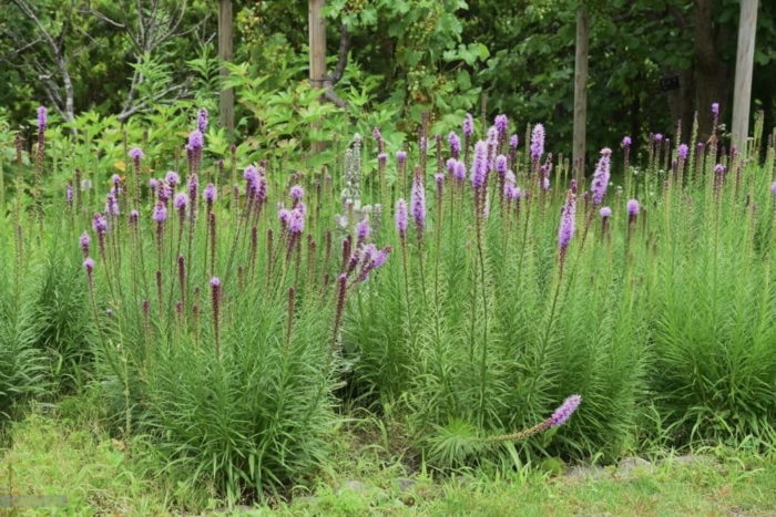 Лиатрис колосковый (Liatris spicata) Cobolt