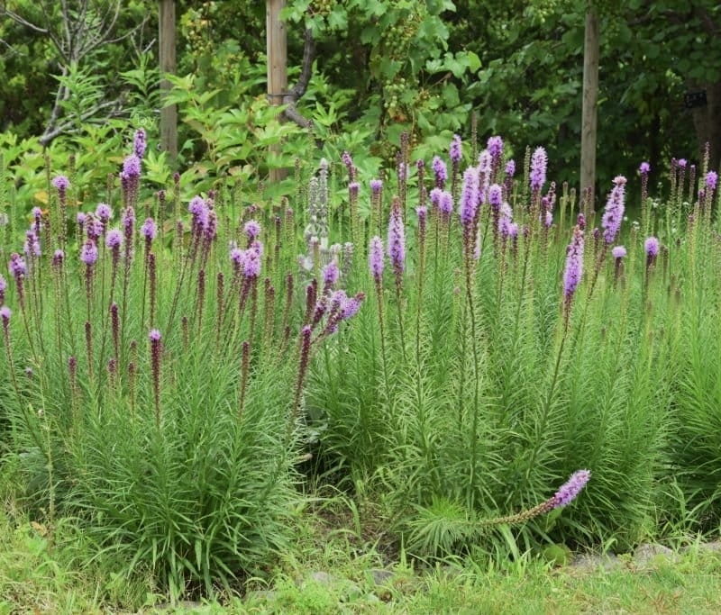 Лиатрис колосковый (Liatris spicata) Cobolt