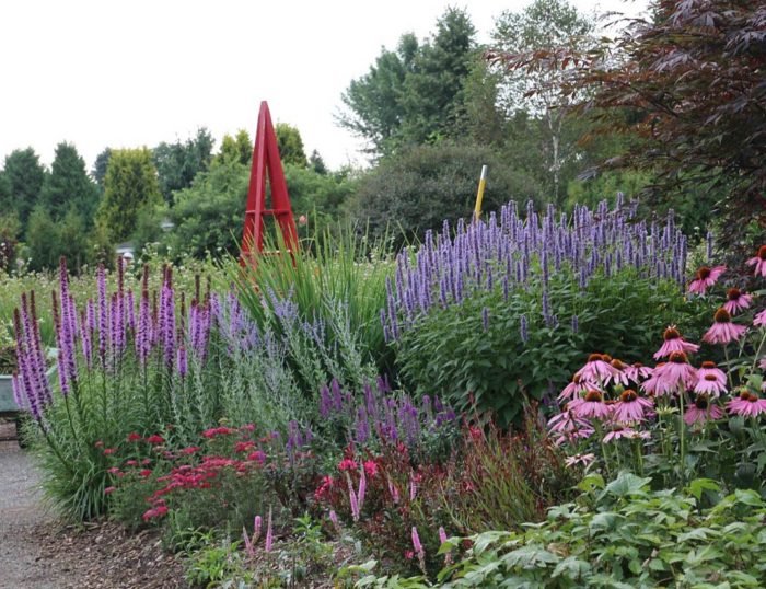 Лиатрис колосковый (Liatris spicata) Cobolt