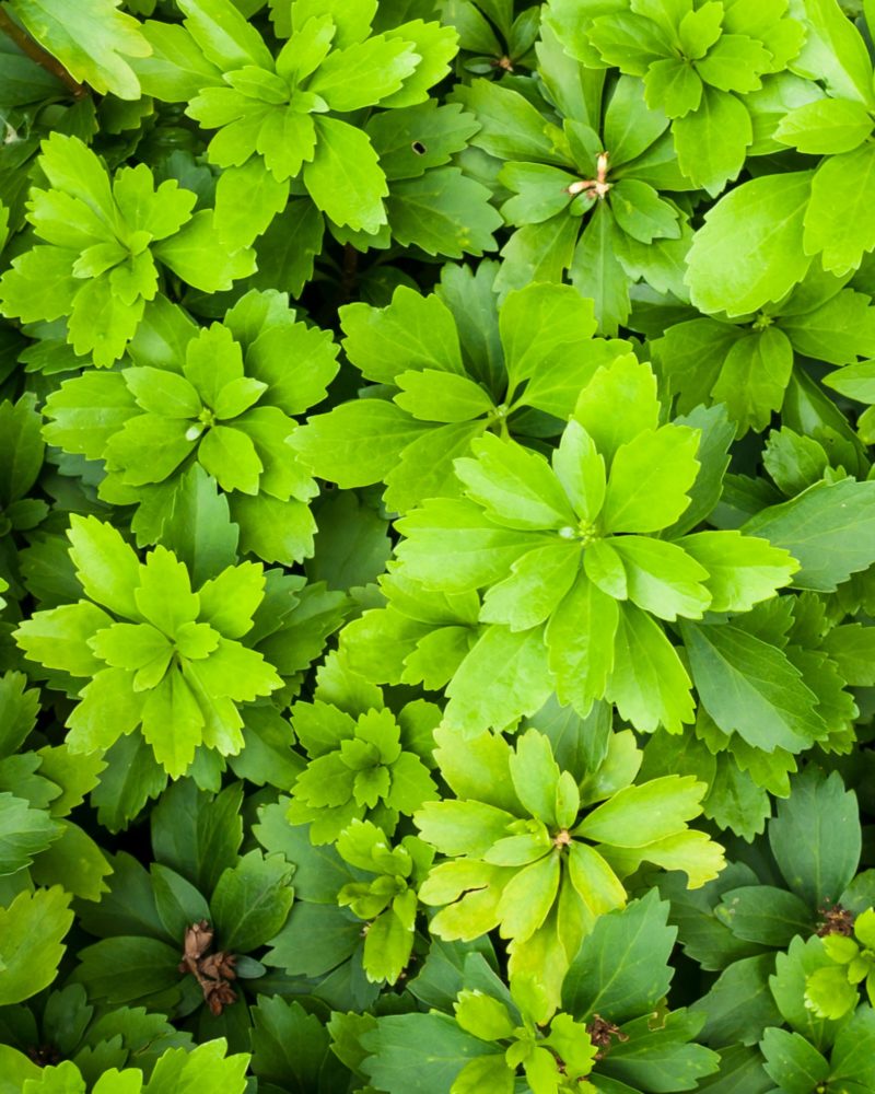 Пахизандра верхушечная (Pachysandra terminalis)