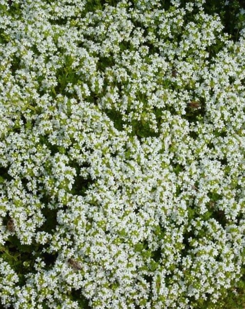 Тимьян ползучий Thymus serpyllum `Albus`