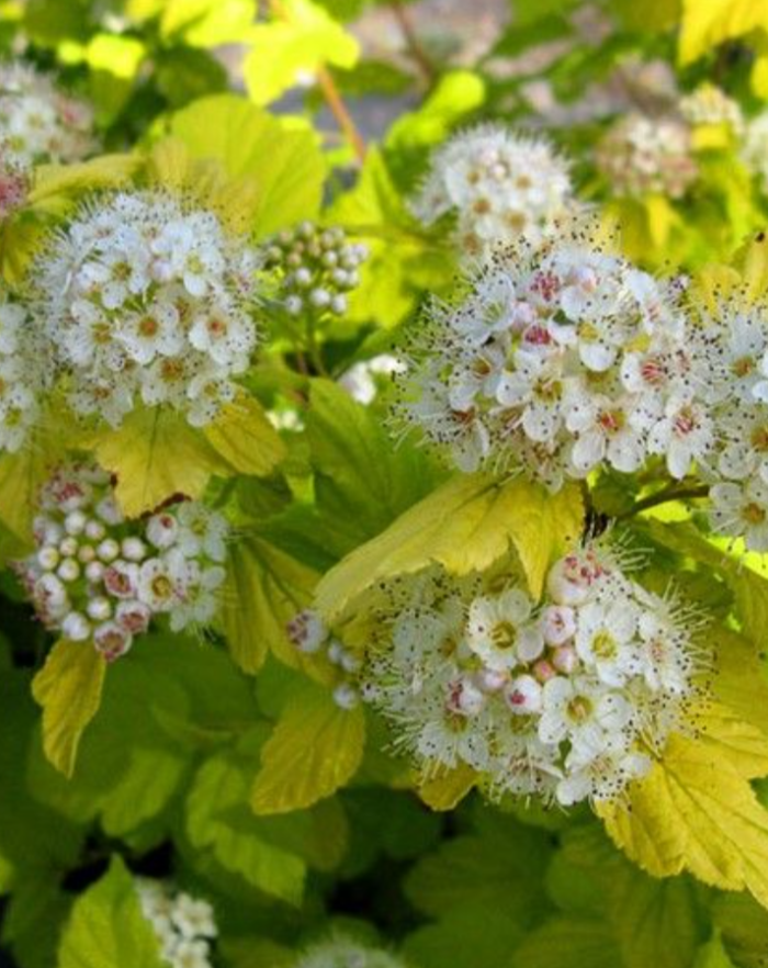 Пузыреплодник калинолистный (Physocarpus opulifolius) Luteus