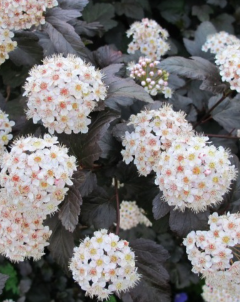 Пузыреплодник калинолистный (Physocarpus opulifolius) Diabolo