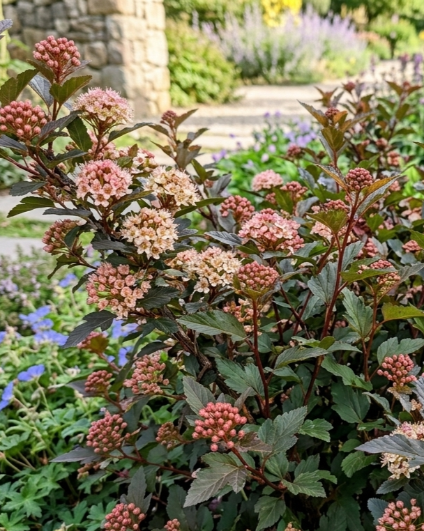 Пузыреплодник калинолистный "Литтл Джокер"(Physocarpus opulifolius) Little Joker