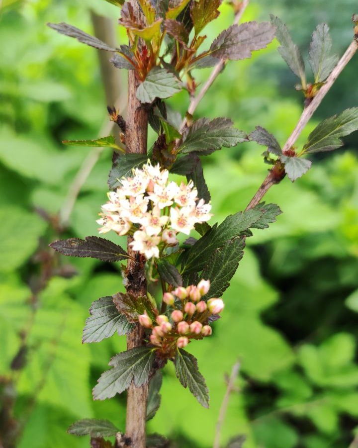 Пузыреплодник калинолистный (Physocarpus opulifolius) Little Joker