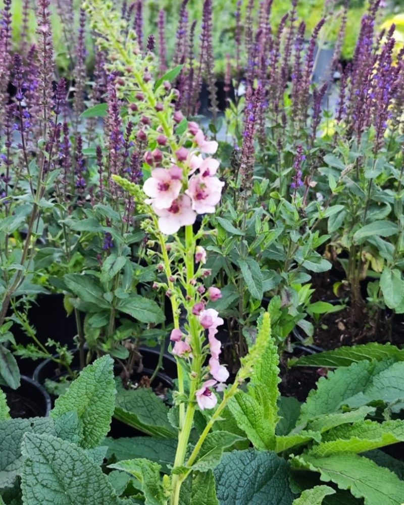 Вербаскум (Verbascum hybrida) Southern Charm