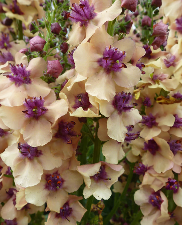 Вербаскум Verbascum Southern Charm