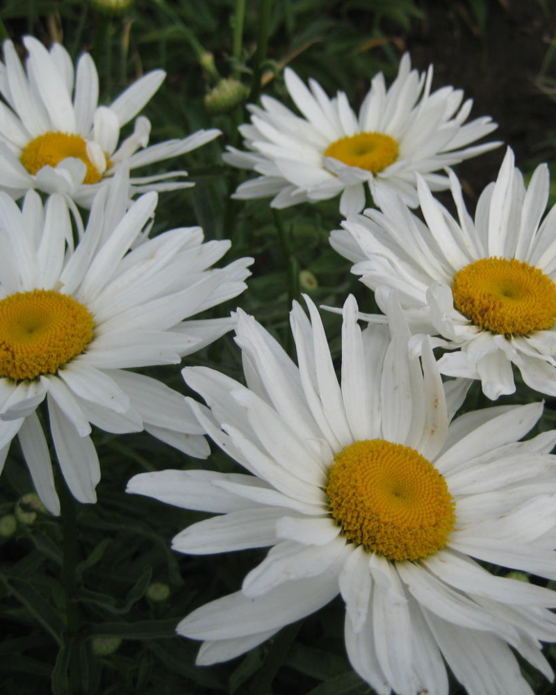 Ромашка Аляска (Leucanthemum Alaska)