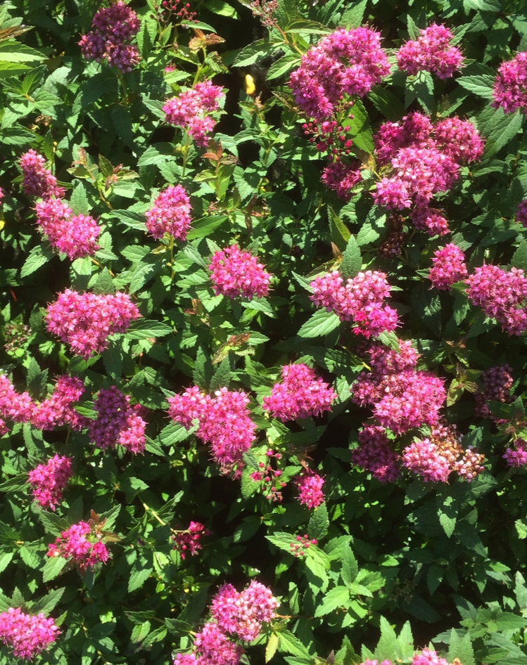 Спирея японская (Spiraea japonica) Dart`s Red