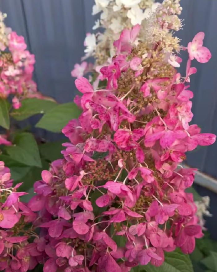 Гортензия метельчатая (Hydrangea paniculata) Candlelight