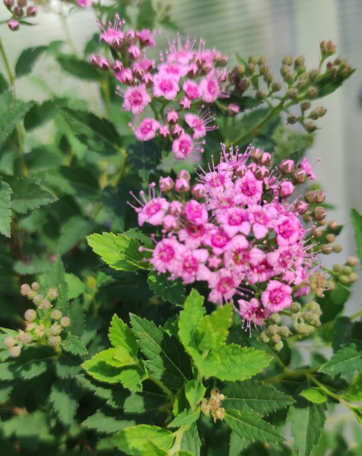 Спирея японская "Дартс Рэд" (Spiraea japonica Dart`s Red)
