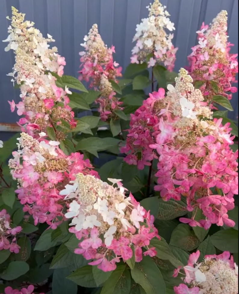 Гортензия метельчатая (Hydrangea paniculata) Candlelight