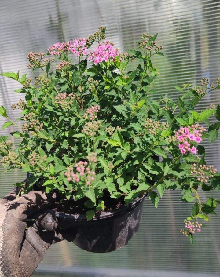 Спирея японская "Дартс Рэд" (Spiraea japonica Dart`s Red)
